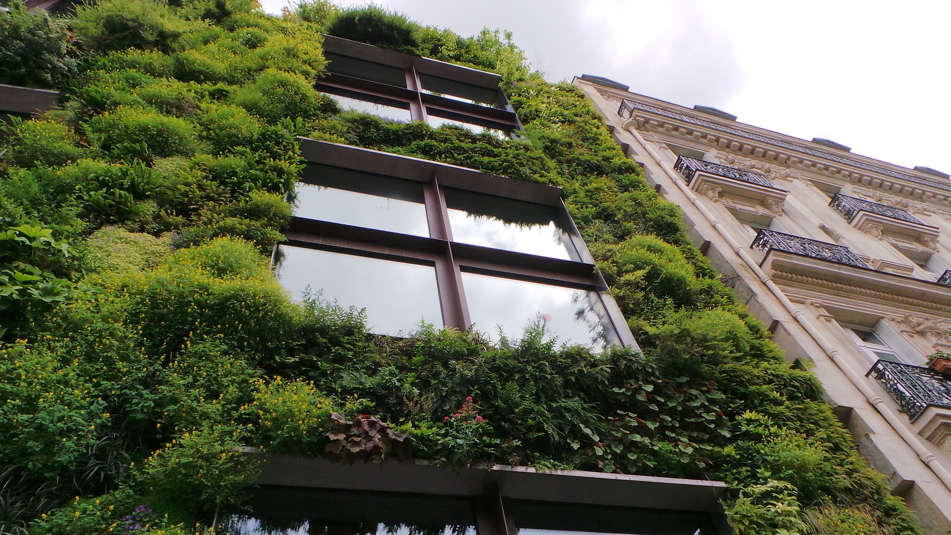 Web article 007 - Greening the environment - living green urban wall 1
